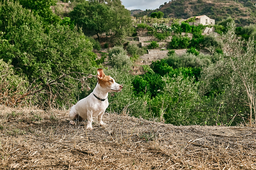 Small cute Jack Russell Terrier spending time outdoors with his owner in scenic mountain nature.