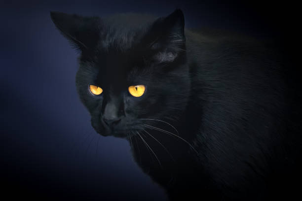 istock Black Cat Portrait on a blue background 1804806016