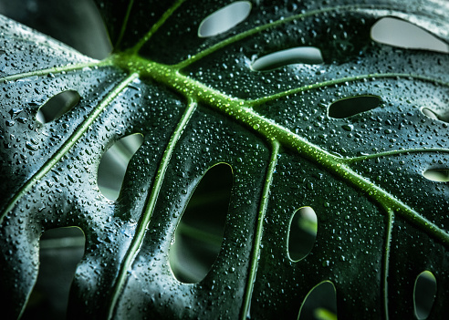 Background of a large monstera leaf covered with drops of water