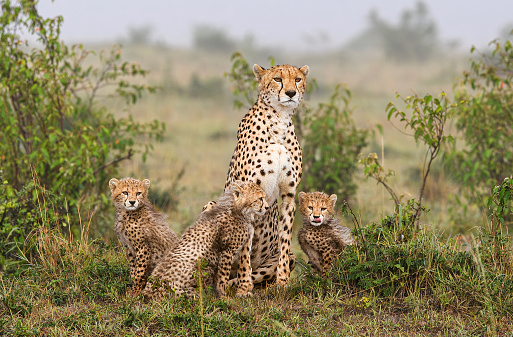 Mama Cheetah & three cubs