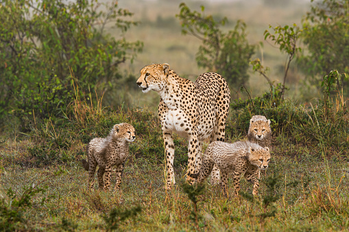 Mama Cheetah and cubs walking