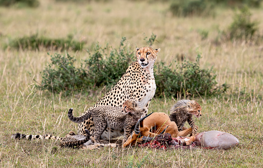 Fresh gazelle kill to feed the cheetah cubs