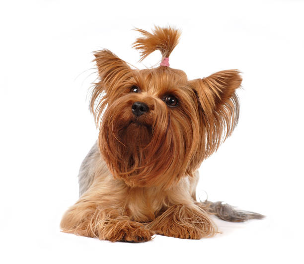 istock Yorkshire terrier portrait isolated on white 180482626