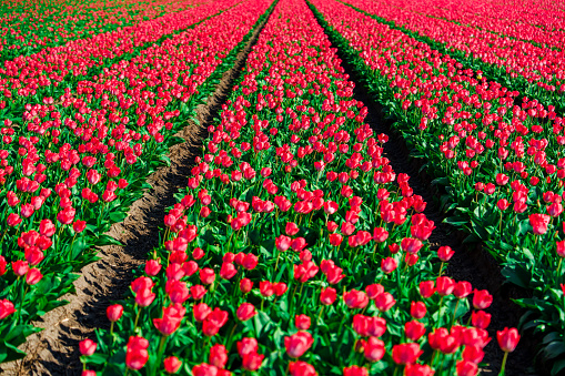 A captivating landscape featuring a mesmerizing view of lush red Dutch tulip fields, providing a splendid springtime vision with stunning natural beauty and captivating colors.