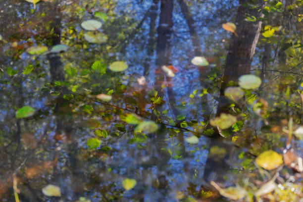 paysage d’une forêt avec un étang. - november tranquil scene autumn leaf photos et images de collection