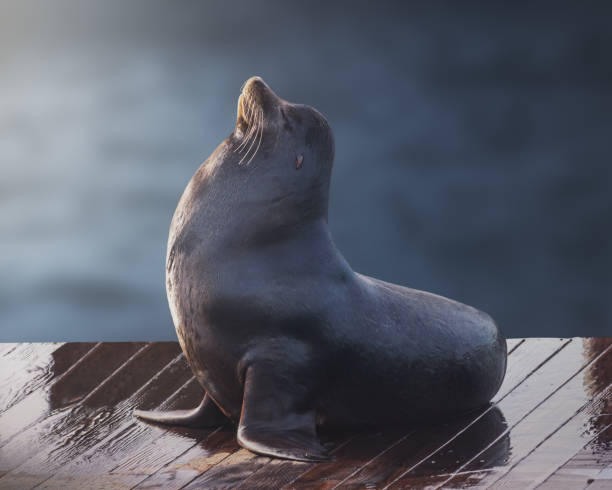 California Sea Lion (zalophus californianus)