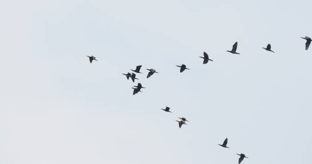 istock Birds in the estuary wetland 1804839151