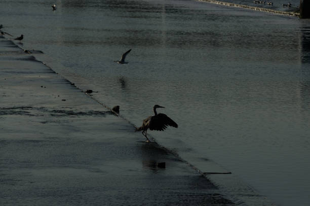 Birds in a Haikou wetland in Rizhao City, Shandong Province, China, live harmoniously in an environment with increasingly better ecological awareness, highlighting the importance of environmental protection.