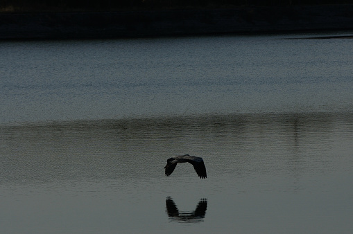 Birds in a Haikou wetland in Rizhao City, Shandong Province, China, live harmoniously in an environment with increasingly better ecological awareness, highlighting the importance of environmental protection.