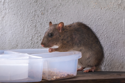 Common Brown Rat eating (Rattus norvegicus)