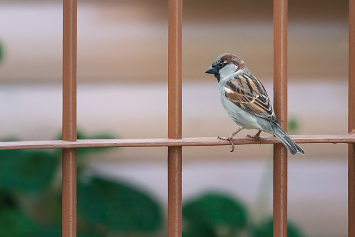 House Sparrow bird (Passer domesticus)