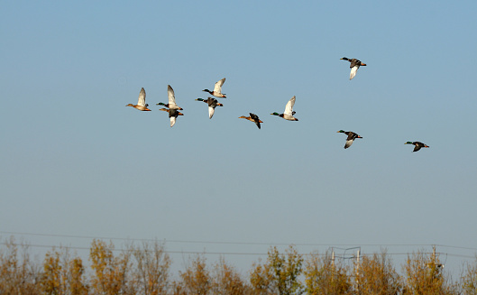 Birds in a Haikou wetland in Rizhao City, Shandong Province, China, live harmoniously in an environment with increasingly better ecological awareness, highlighting the importance of environmental protection.