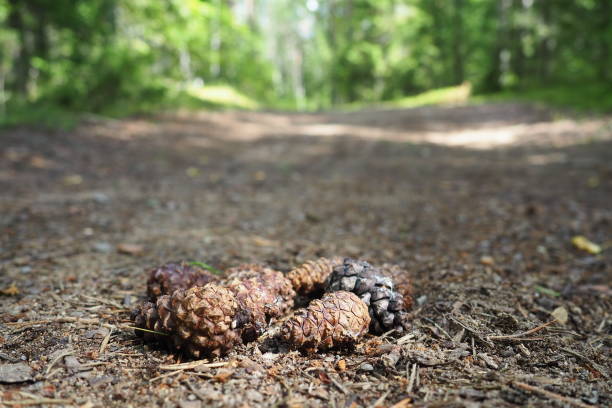 istock Pine or spruce cones lie on old dried up foliage and on pine needles. close-up. Forest path in a coniferous forest. Green trees in the background. The theme of ecology and forest conservation. 1804848089