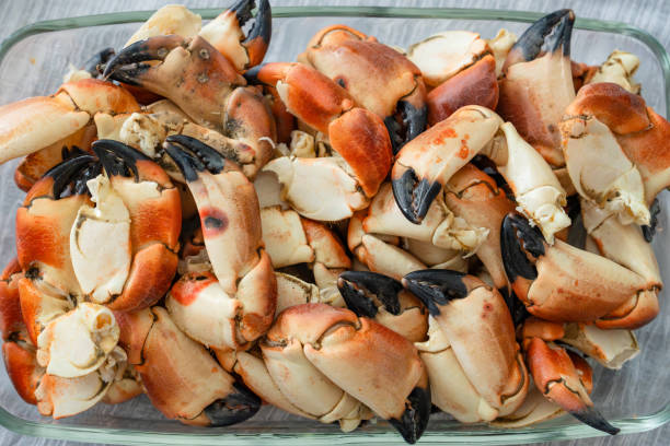 istock Stone crab claws. Colossal Crab claws served. Classic appetizer or entree, boiled Crab claws 1804849251