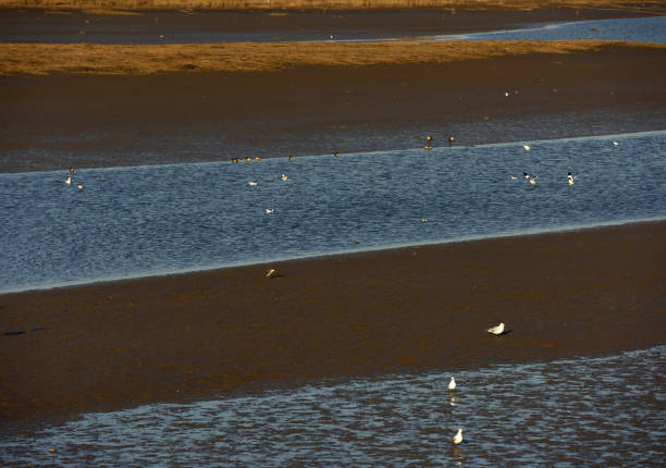 Birds in a Haikou wetland in Rizhao City, Shandong Province, China, live harmoniously in an environment with increasingly better ecological awareness, highlighting the importance of environmental protection.