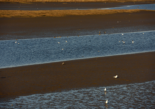 Birds in a Haikou wetland in Rizhao City, Shandong Province, China, live harmoniously in an environment with increasingly better ecological awareness, highlighting the importance of environmental protection.