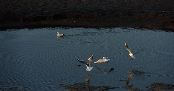 Birds in a Haikou wetland in Rizhao City, Shandong Province, China, live harmoniously in an environment with increasingly better ecological awareness, highlighting the importance of environmental protection.