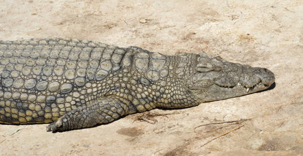 istock Crocodiles bask in the sun 1804865458