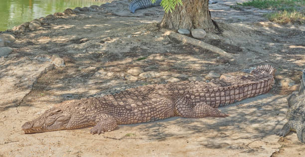 istock Crocodiles bask in the sun 1804865526