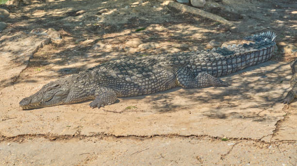 istock Crocodiles bask in the sun 1804865527