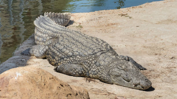 istock Crocodiles bask in the sun 1804865530