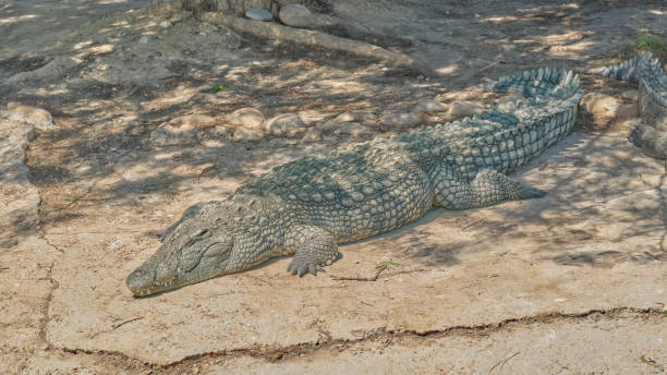 Crocodiles bask in the sun