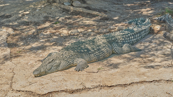 Crocodile head on a black background in sepia colors