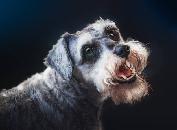 istock Salt and Pepper Miniature Schnauzer Dog on a blue background 1804881697