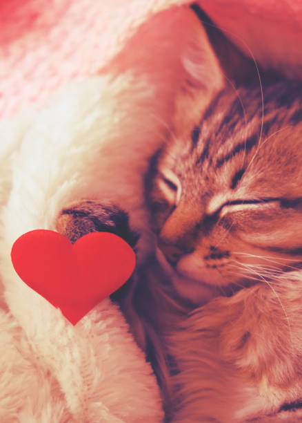 istock Pretty cute kitten relaxing on the bed with red heart.  Sleeping tabby cat. Funny pets. Valentines Day, Birthday, Dating 1804883341