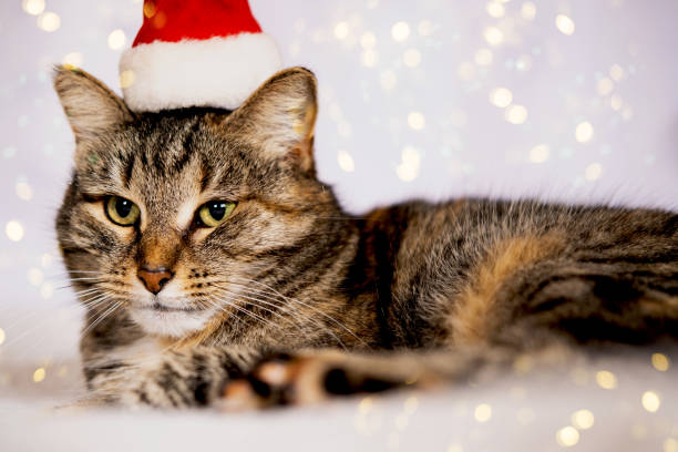 istock Funny cute cat in Santa hat 1804888105