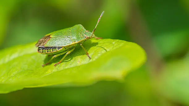 A macro shot of a green shield bug sitting on a leaf.