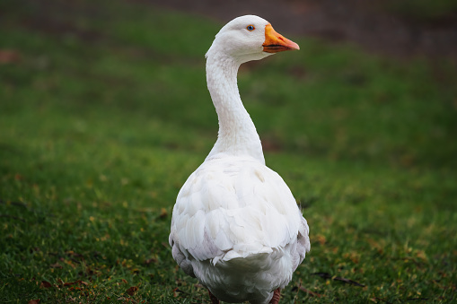 White Emden Goose (Anser domesticus)