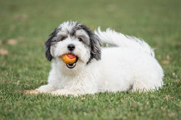 istock Havanese Puppy Plays with Orange Ball 1804902867