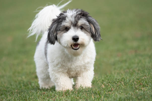 istock Cute Little Black and White Havanese Puppy 1804902868
