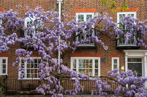 London, United Kingdom - May 05, 2023: Wisteria on house in Chelsea