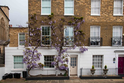 London, United Kingdom - May 05, 2023: Wisteria on house in Chelsea