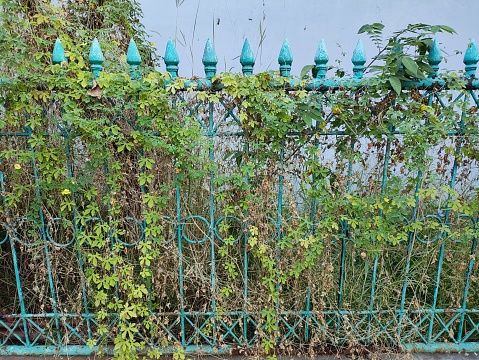 An old blue iron fence that is surrounded by bushes