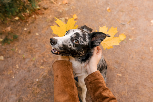 Border Collie dog with fallen leaves. Autumn season