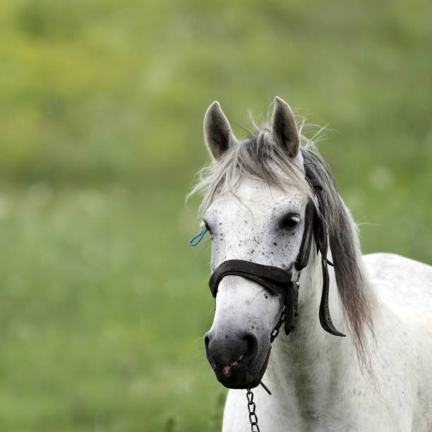 portrait of a white horse over green meadow background