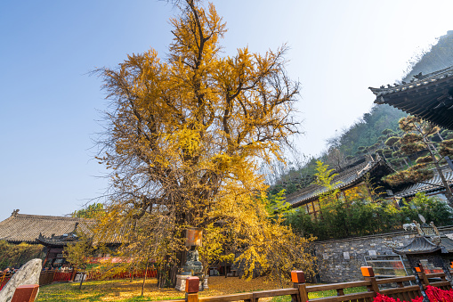 A thousand-year-old ginkgo tree in a temple in Xi'an, China