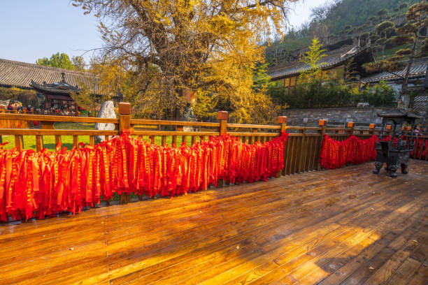 A thousand-year-old ginkgo tree in a temple in Xi'an, China