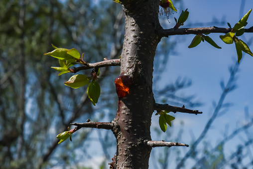 Tree resin on a young apricot tree
