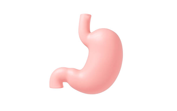 istock Human internal stomach anatomy, 3d rendering. 1804930824