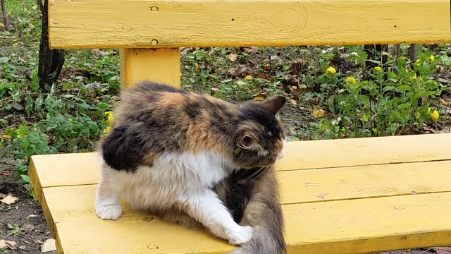 A street tri-colored cat licks its fur while sitting on an outdoors bench