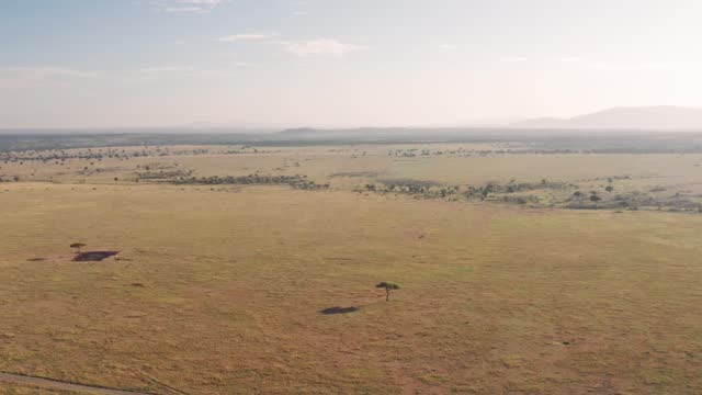 Maasai Mara Aerial drone shot of African Landscape Scenery of Savanna, Acacia Trees, Plains and Grassland, View From Above Masai Mara National Reserve in Kenya, Africa, Establishing Shot