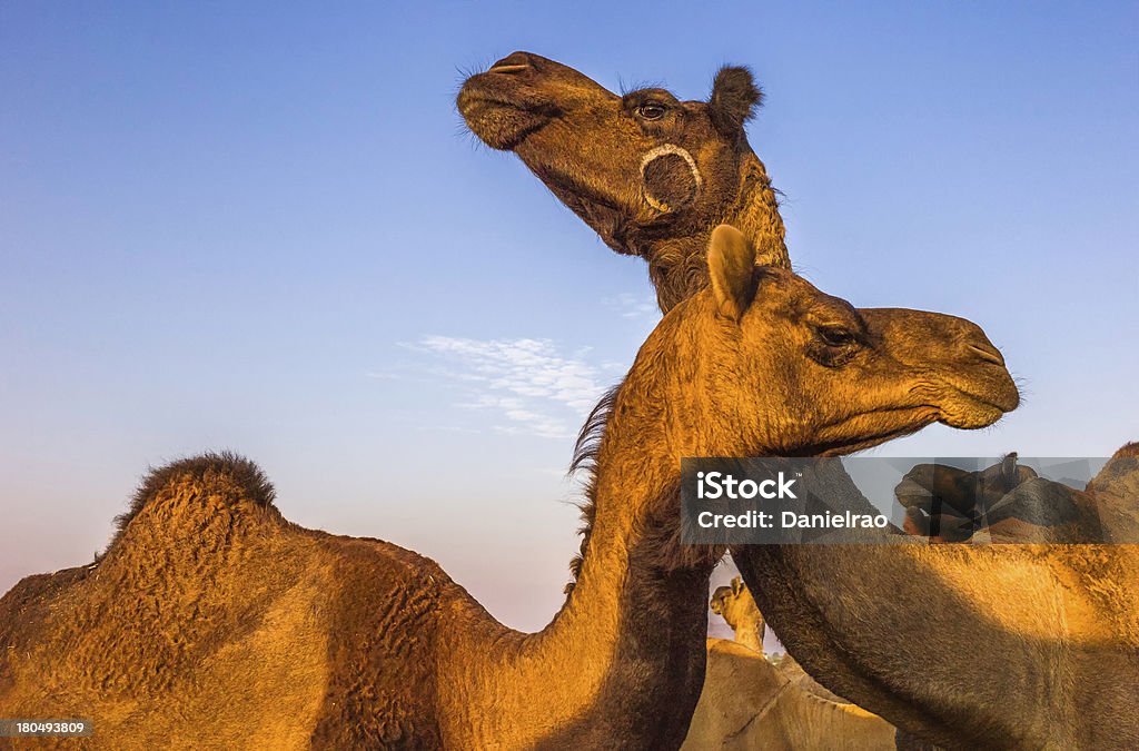 Camellos de venta, feria de camellos de Pushkar, Rajastán de India. - Foto de stock de Amanecer libre de derechos