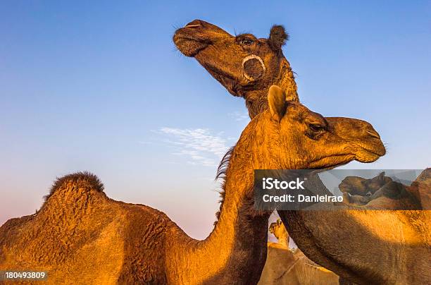 Camellos De Venta Feria De Camellos De Pushkar Rajastán De India Foto de stock y más banco de imágenes de Amanecer