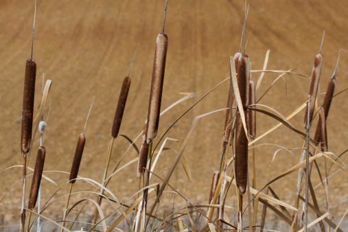 Reeds dry in autumn plowed land on background and focus - Juncos secos en otoño sobre fondo de tierra arada y desenfocada