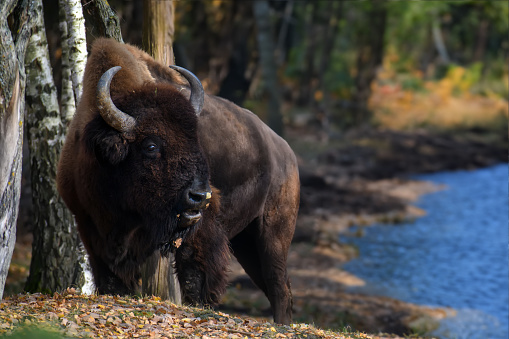 Wild adult Bison in the autumn forest. Wildlife scene from spring nature. Wild animal in the natural habitat