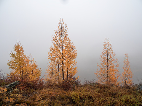 Autumn steep slope and golden forest in dense fog. Stone hillside with larches trees in morning in thick low clouds. Mountainside with firs and autumn flora in mist. Fading autumn colors.